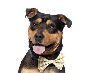 Rottweiler Dogs for adoption in Santa Maria, CA, USA