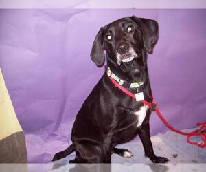 Lab-Pointer Dogs for adoption in Forestville, MD, USA