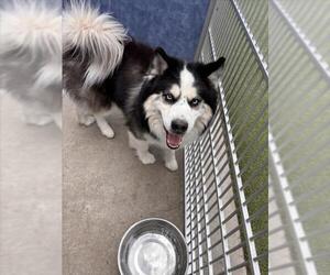 Siberian Husky Dogs for adoption in Fort Collins, CO, USA