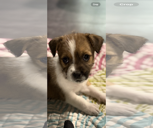 Medium Photo #3 Shih Tzu-Unknown Mix Puppy For Sale in Fenton, MO, USA