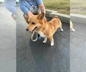 Pembroke Welsh Corgi Dogs for adoption in Croydon, NH, USA