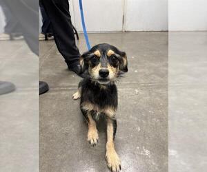 Chipin Dogs for adoption in Rosenberg, TX, USA