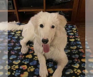 Great Pyrenees Dogs for adoption in Dallas, TX, USA