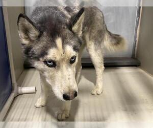 - Mix Dogs for adoption in Bakersfield, CA, USA
