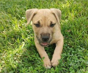 American Staffordshire Terrier-Unknown Mix Dogs for adoption in Princeton, MN, USA