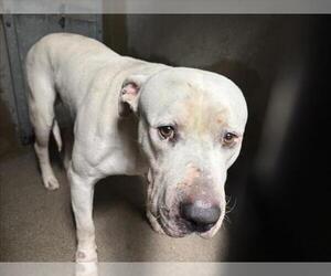 American Pit Bull Terrier Dogs for adoption in San Bernardino, CA, USA