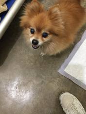 Pomeranian Dogs for adoption in Priest River, ID, USA