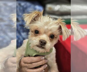 Mutt Dogs for adoption in Morganville, NJ, USA