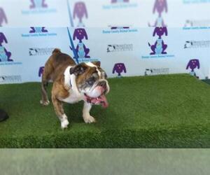Bulldog Dogs for adoption in Orlando, FL, USA
