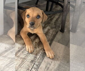 Mutt Dogs for adoption in Mount Pleasant, SC, USA