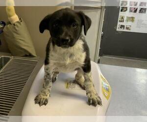 Australian Cattle Dog-Unknown Mix Dogs for adoption in Visalia, CA, USA