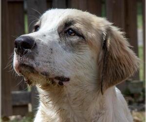 Anatolian Shepherd-Great Pyrenees Mix Dogs for adoption in Whitewright, TX, USA