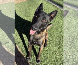 Mutt Dogs for adoption in Leavenworth, KS, USA