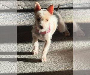 Mutt Dogs for adoption in San Diego, CA, USA