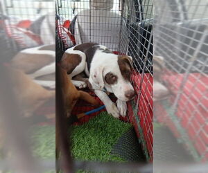 American Pit Bull Terrier-German Shepherd Dog Mix Dogs for adoption in Oak Bluffs, MA, USA