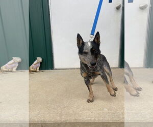 Mutt Dogs for adoption in Sparta, TN, USA