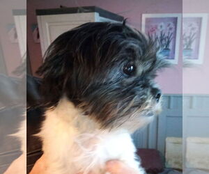 Shih Tzu-Unknown Mix Dogs for adoption in Oakdale, TN, USA