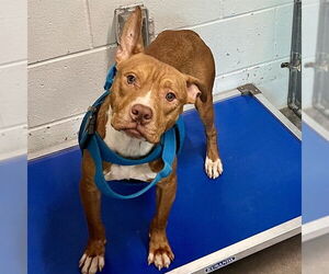 American Pit Bull Terrier-Unknown Mix Dogs for adoption in Tavares, FL, USA