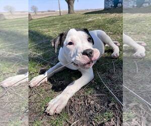 Mutt Dogs for adoption in Sheboygan, WI, USA