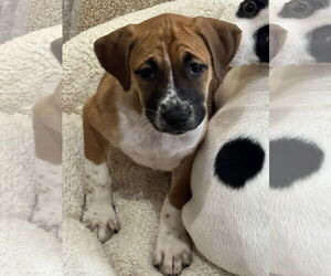 Labrador Retriever-Unknown Mix Dogs for adoption in Sanford, FL, USA