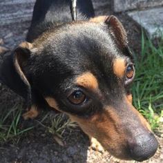 View Ad: Chiweenie Dog for Adoption near Florida, Tampa, USA. ADN-543071