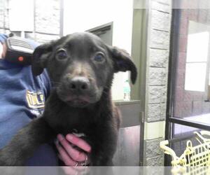 Shepradors Dogs for adoption in Tulsa, OK, USA