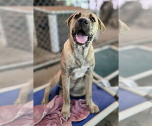 Shepweiller Dogs for adoption in Osgood, IN, USA