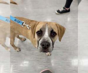 American Boston Bull Terrier Dogs for adoption in Gilberts, IL, USA