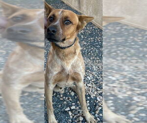 Texas Heeler-Unknown Mix Dogs for adoption in HESPERIA, CA, USA