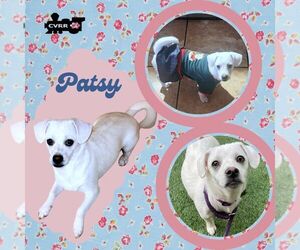 Chiweenie Dogs for adoption in Lindsay, CA, USA