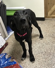 Great Dane Dogs for adoption in Holden, MO, USA