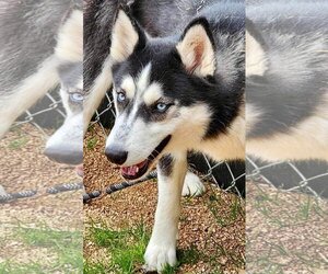 Medium Photo #1 Siberian Husky Puppy For Sale in Carrollton, TX, USA