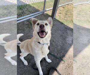 Golden Retriever-Unknown Mix Dogs for adoption in Corpus Christi, TX, USA