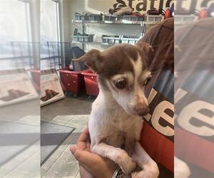 Chihuahua Dogs for adoption in San Antonio, TX, USA