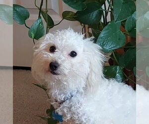 Mutt Dogs for adoption in Plymouth, MN, USA