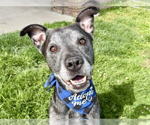 Labrador Retriever-Unknown Mix Dogs for adoption in Pueblo, CO, USA