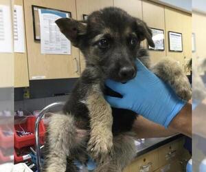 German Shepherd Dog-Unknown Mix Dogs for adoption in Riverside, CA, USA