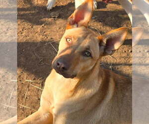Carolina Dog-Unknown Mix Dogs for adoption in Visalia, CA, USA