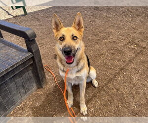 German Shepherd Dog-Unknown Mix Dogs for adoption in Orange, CA, USA