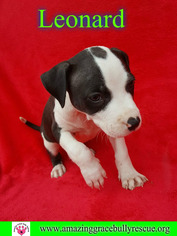 Medium Photo #1 American Bulldog-Unknown Mix Puppy For Sale in Pensacola, FL, USA