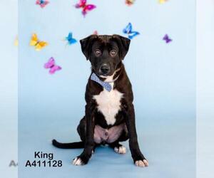 Labrador Retriever Dogs for adoption in Conroe, TX, USA