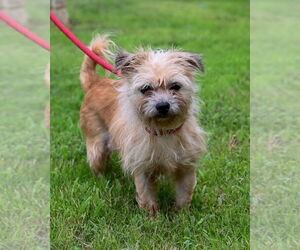 Mutt Dogs for adoption in Glen Allen, VA, USA