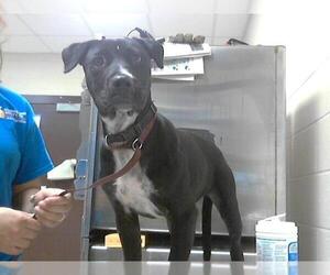 Labrador Retriever-Unknown Mix Dogs for adoption in Fayetteville, NC, USA