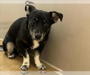 Mutt Dogs for adoption in Martinez, CA, USA