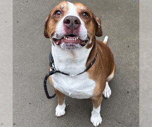 American Staffordshire Terrier-Unknown Mix Dogs for adoption in Palmetto, FL, USA