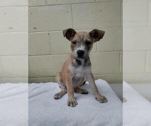 American Pit Bull Terrier-Unknown Mix Dogs for adoption in Downey, CA, USA