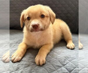 Retriever -Unknown Mix Dogs for adoption in Aurora, IN, USA