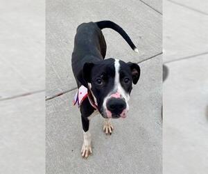 Great Dane-Unknown Mix Dogs for adoption in Tulsa, OK, USA