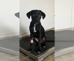 Labrador Retriever-Unknown Mix Dogs for adoption in Rutledge, TN, USA
