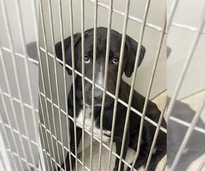 Labrador Retriever-Unknown Mix Dogs for adoption in West Valley, UT, USA